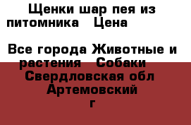 Щенки шар-пея из питомника › Цена ­ 15 000 - Все города Животные и растения » Собаки   . Свердловская обл.,Артемовский г.